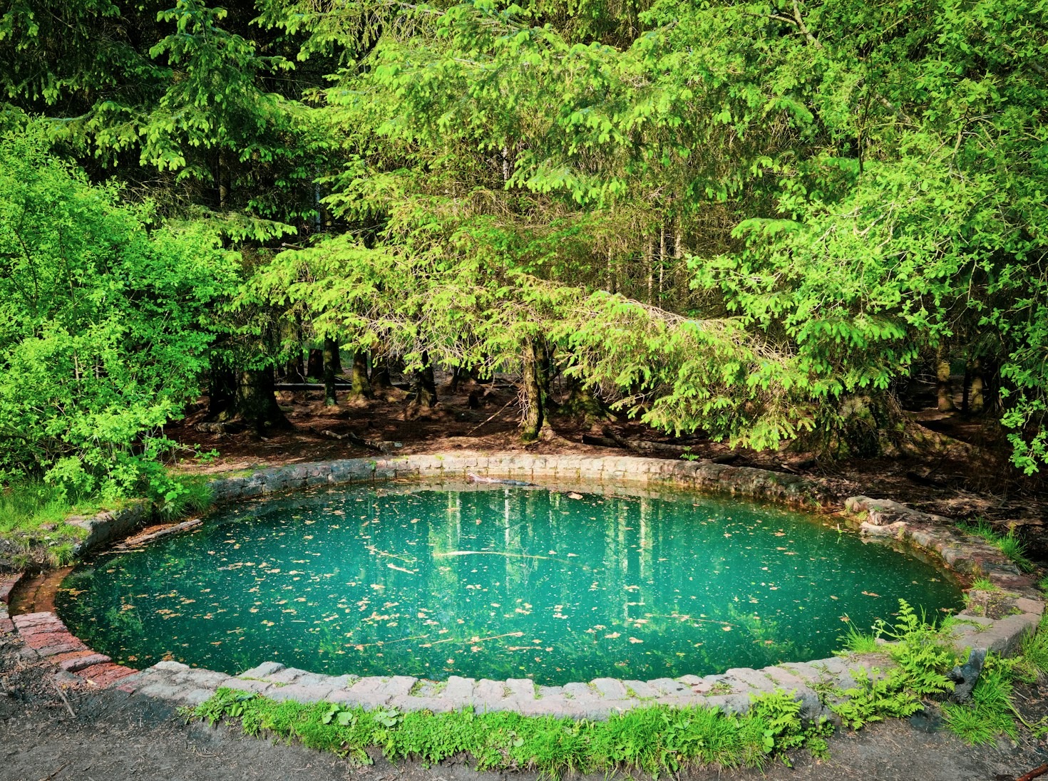 Natuurlijke planten voor een balans in water